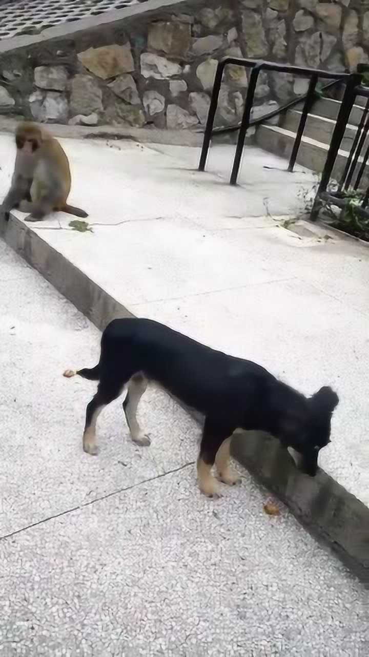 狗狗和猴子打架,最后把猴子尾巴给咬了
