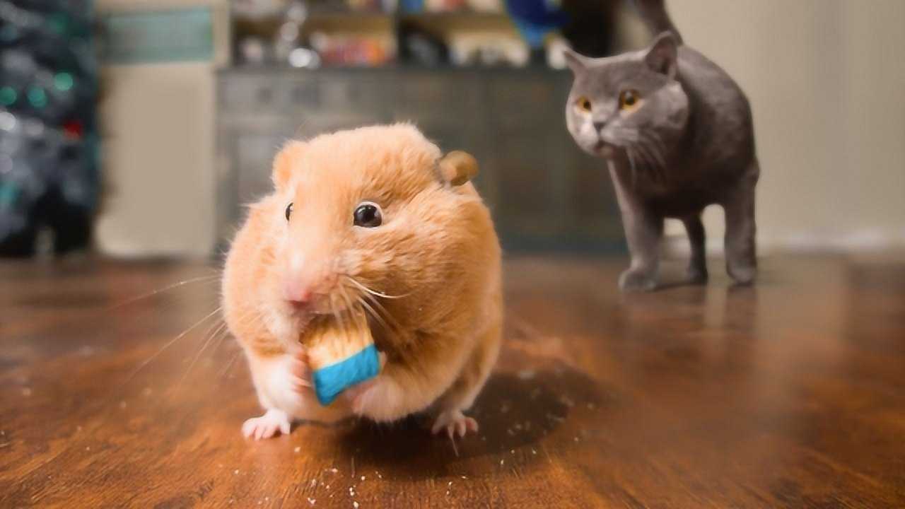 猫鼠游戏:迈克猫补鼠记,迈克猫最后还是心软了