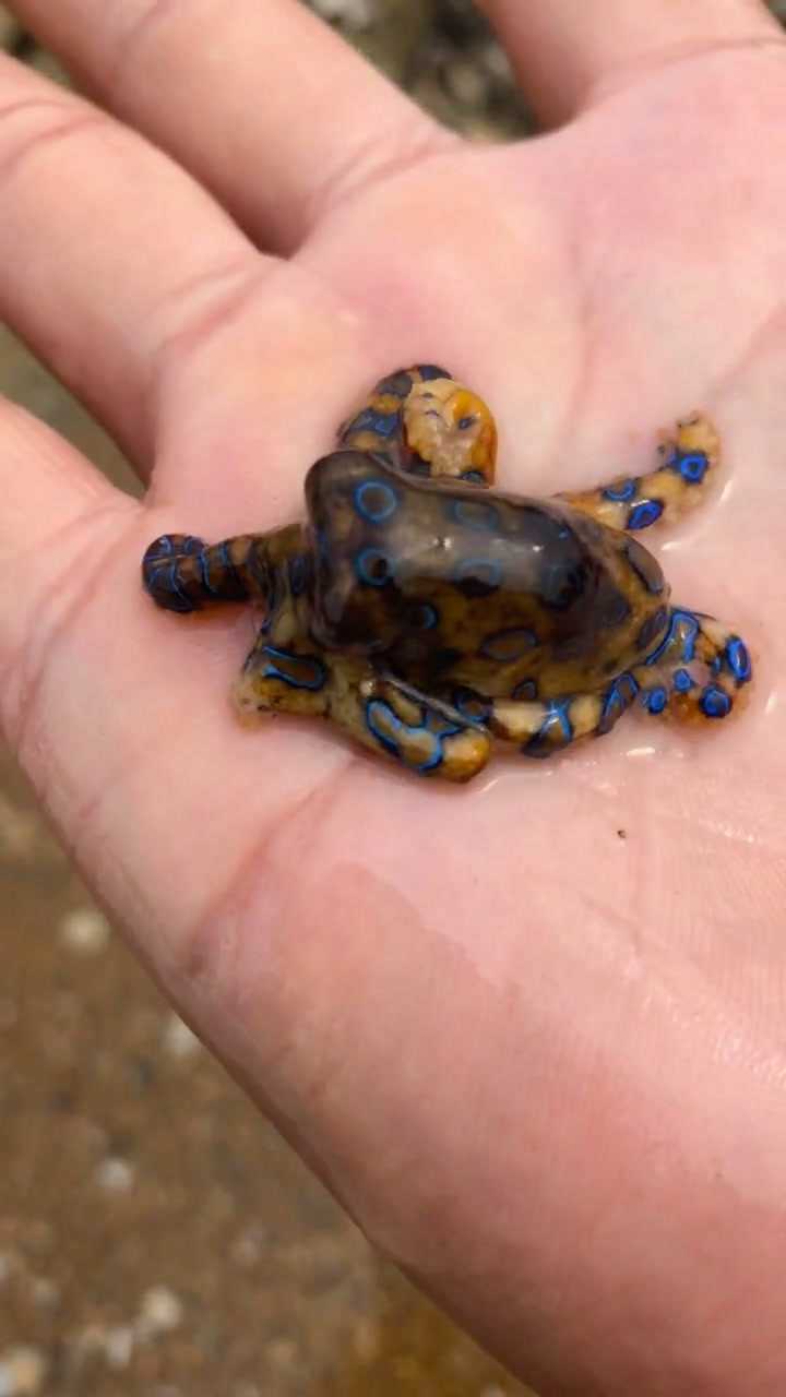 被蓝环章鱼咬过能活着也就我一个了太惊险了