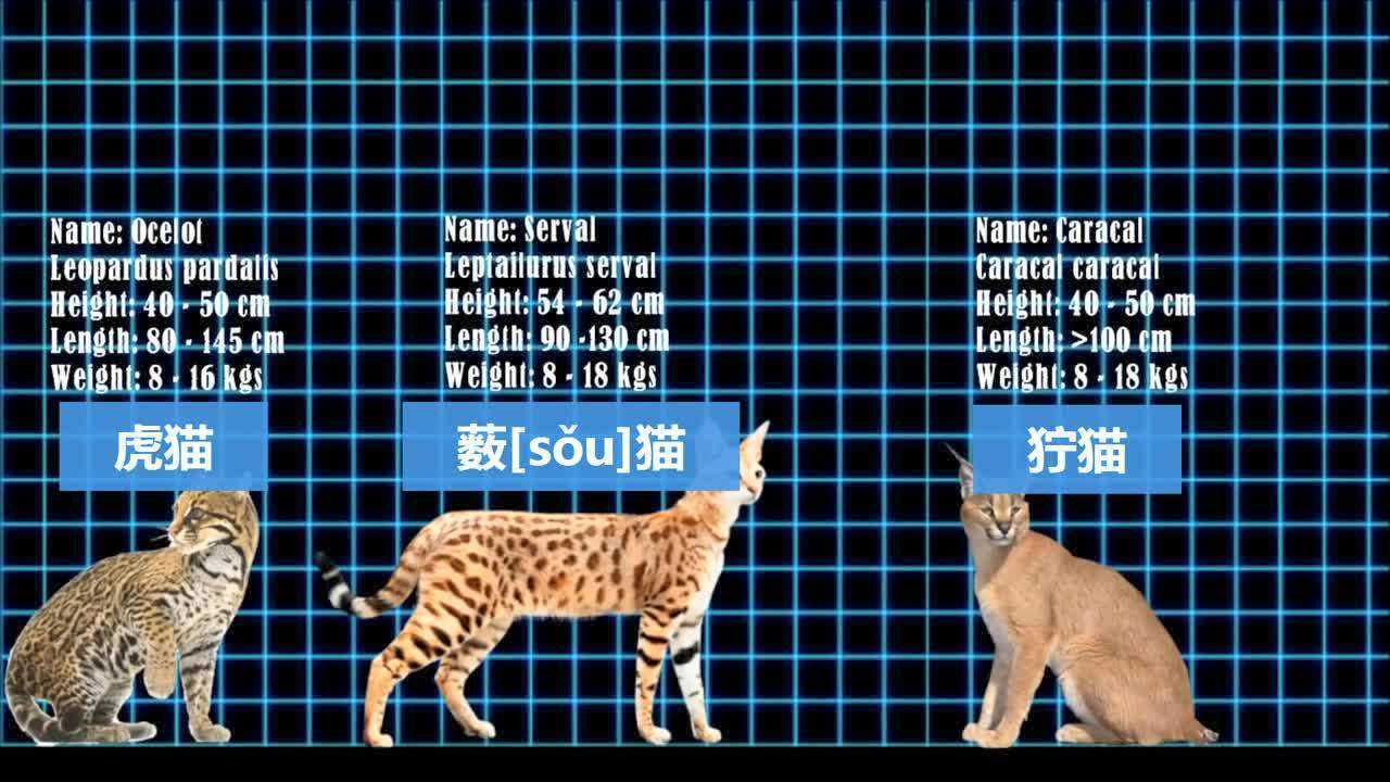 猫科动物大对比从小猫到大猫你能认出几个