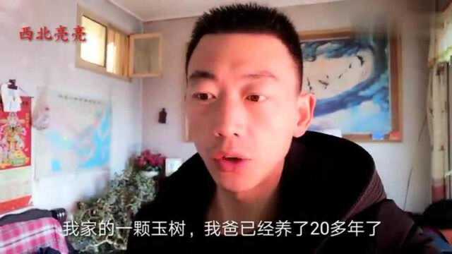 甘肃天水:农户养了20多年的玉树又开花了,给10万都不卖,值吗?