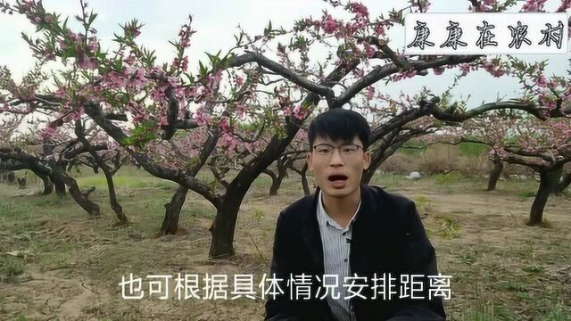 桃树的栽植技巧都有哪些?康康带领大家学习一下