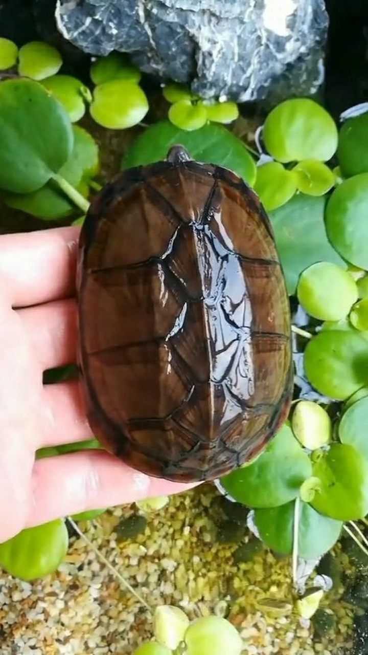极品红面蛋龟图片