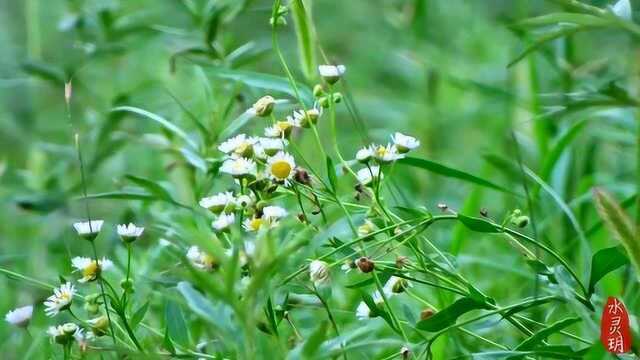 郊外坡地,小花露草自有它的美