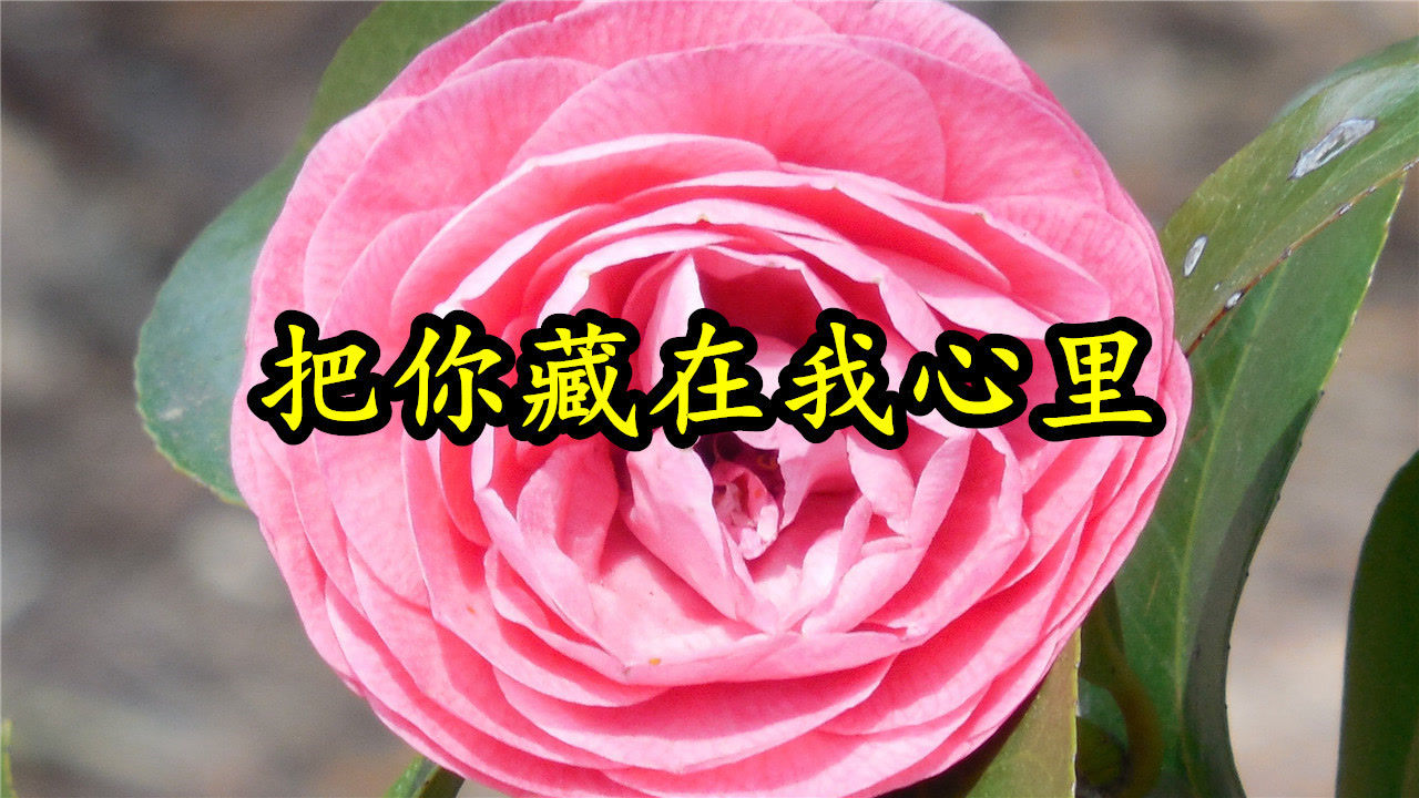 情歌mv:《把你藏在我心里》只想这一生守护着你