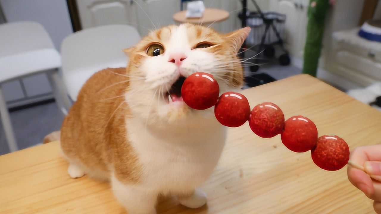 过年了!主人给猫做糖葫芦当小零食,小猫咪差点给馋死了
