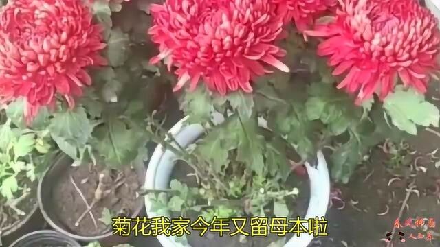 菊花我家今年又留母本啦!正宗版本的正宗菊花!正宗基因遗传原版菊花!