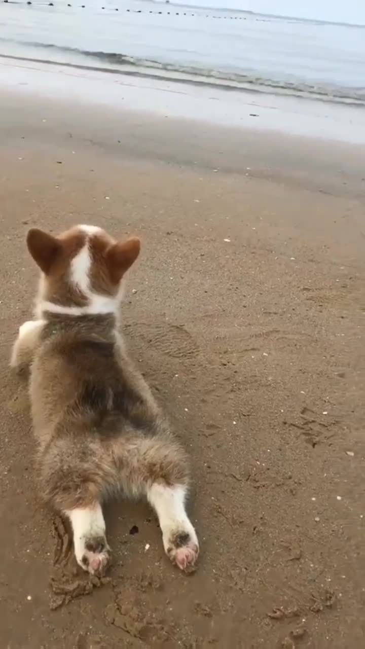 可爱的小背影,萌萌的