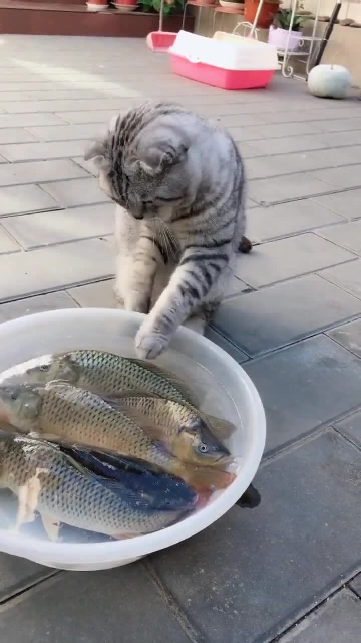 小猫咪偷鱼吃的表情太酷了,又不敢抓笑坏了