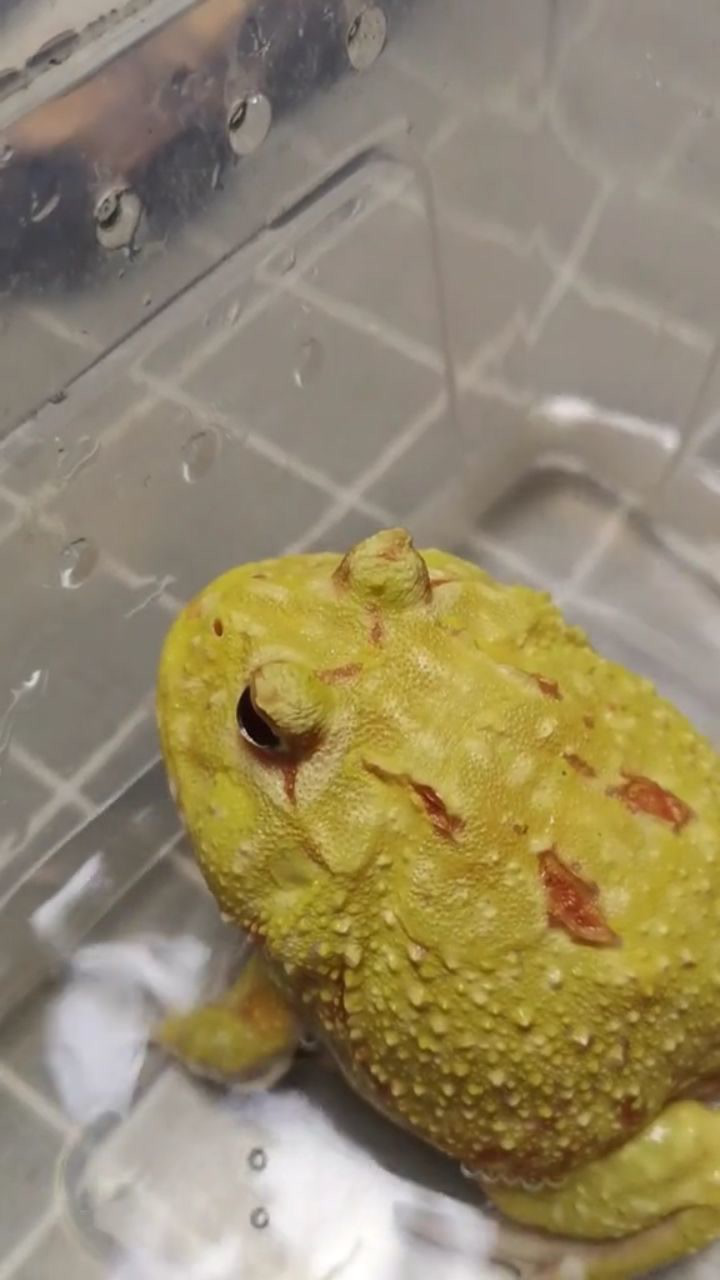 大舌头蛤蟆哈哈