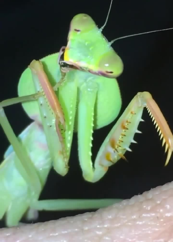 近距离看螳螂进食!这小嘴巴,真能动弹!