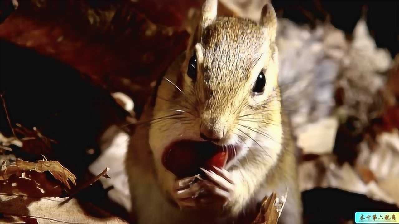 自然:金花鼠小嘴就是背包,一次可塞进三颗橡果,为了过冬准备食物