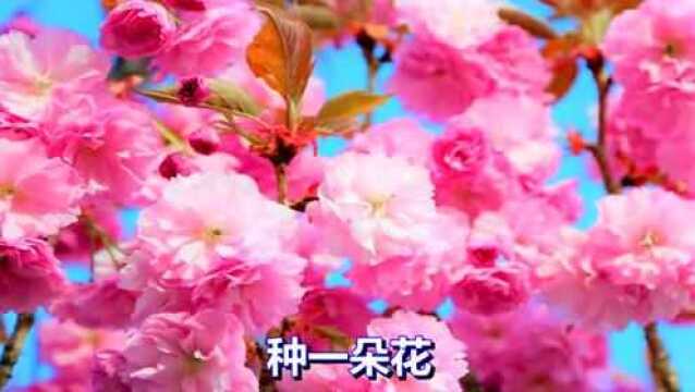 一首情歌《幸福花开》