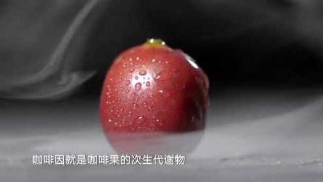 水果传:风靡世界的咖啡, 咖啡因是咖啡果的次生代谢物,结果却深得喜爱