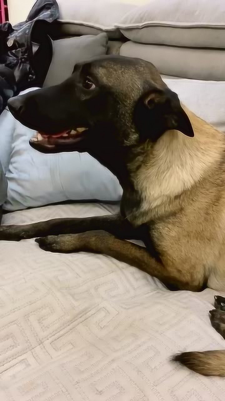 这狗子长的确实像蝙蝠看来需要把它隔离