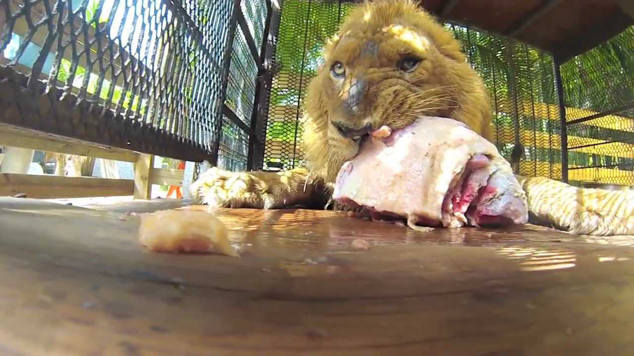 狮子吃播零距离观看狮子吃食物