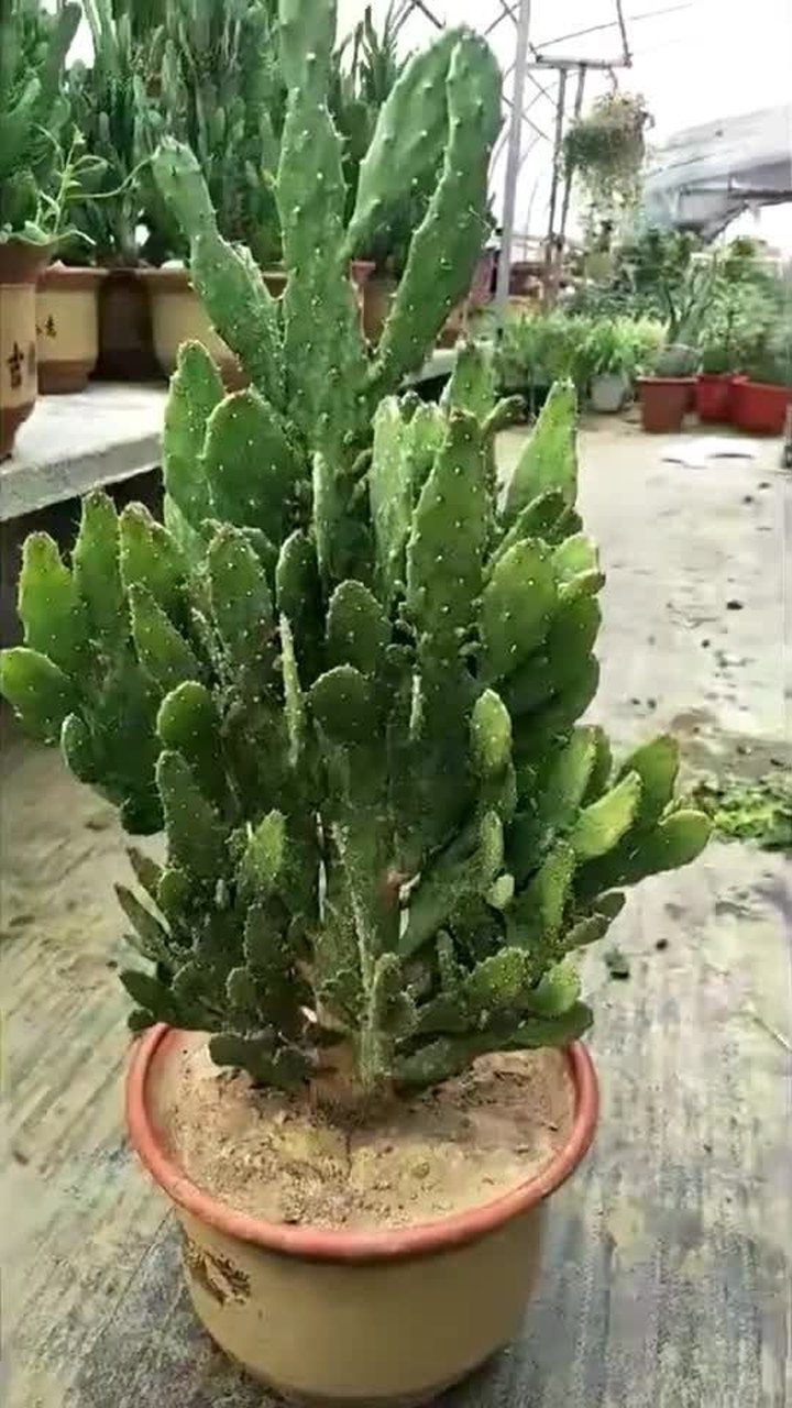 千手观音仙人掌很有观赏价值为家里增添几分绿色
