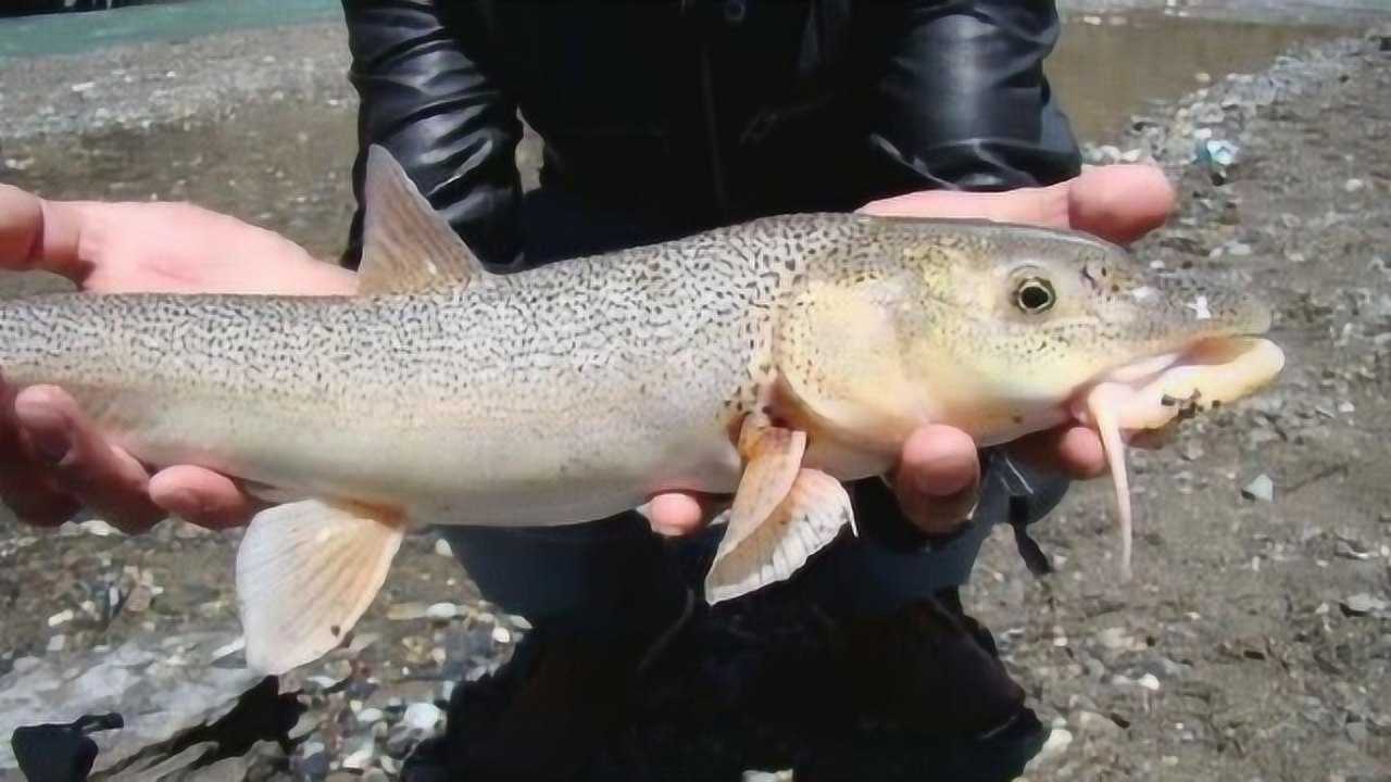 有一种生活在高原地区的冷水鱼,可能以后再也见不到它们的身影了