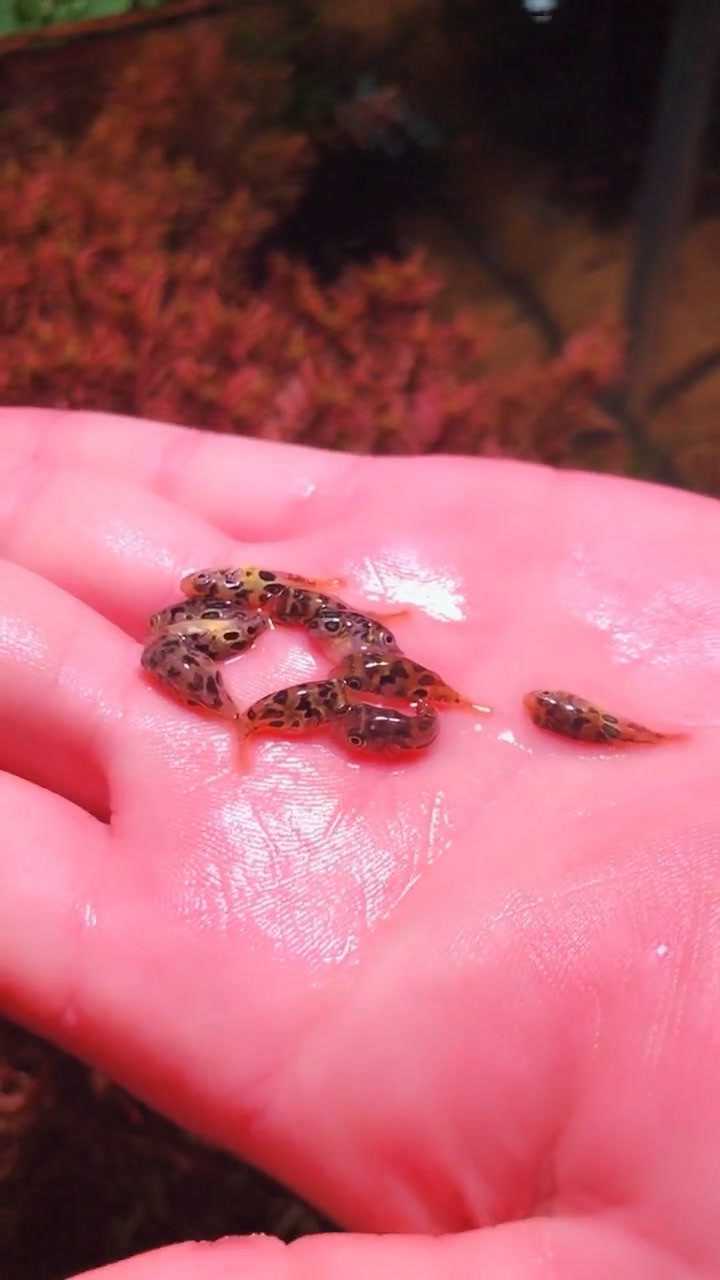 今天给大家看一下巧克力娃娃鱼,它号称世界最小的狗头鱼_腾讯视频