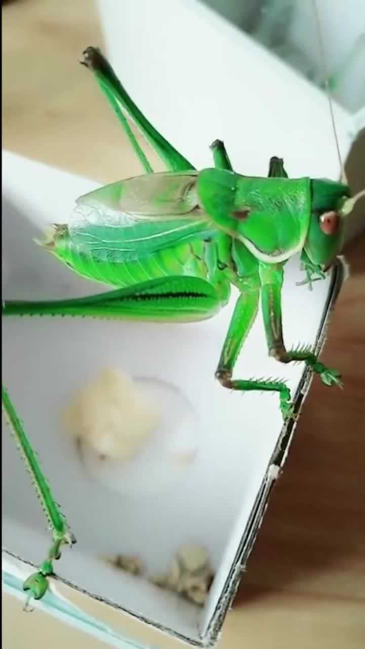 这是一只高颜值的蝈蝈,颜色翠绿,好像翡翠一样!