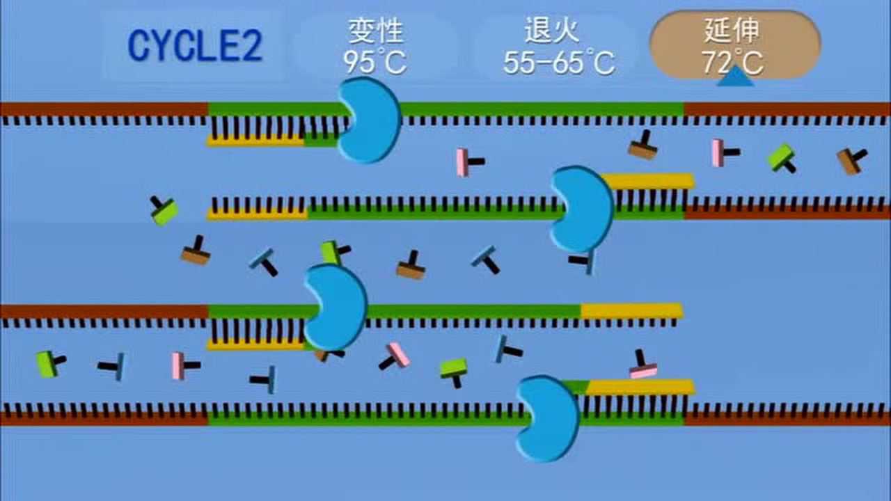 PCR原理动画_高清1080P在线观看平台_腾讯视频