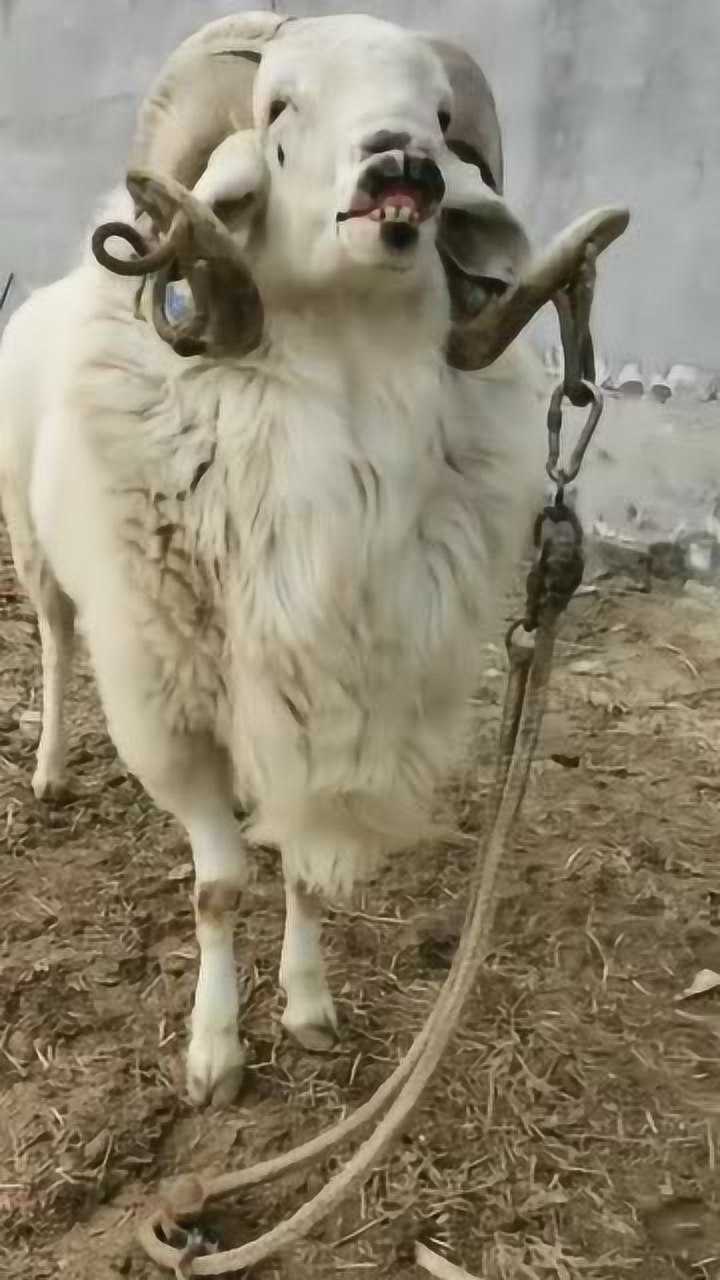 网红嘴巴嘟嘟羊羊来了这羊羊太迷人了