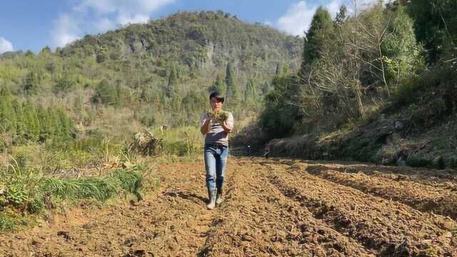 湖南村民田里干活,发现1种药材,学名叫麦冬