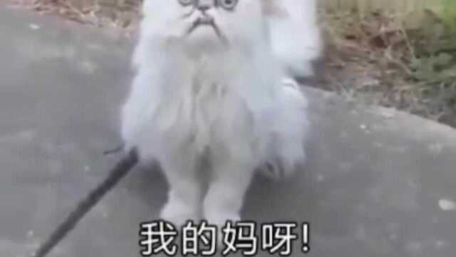 长得像奶奶的猫完整版来了,是不是所有人受到惊吓后都会叫妈妈!