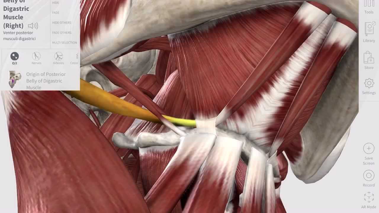 二腹肌—功能解剖视频_腾讯视频