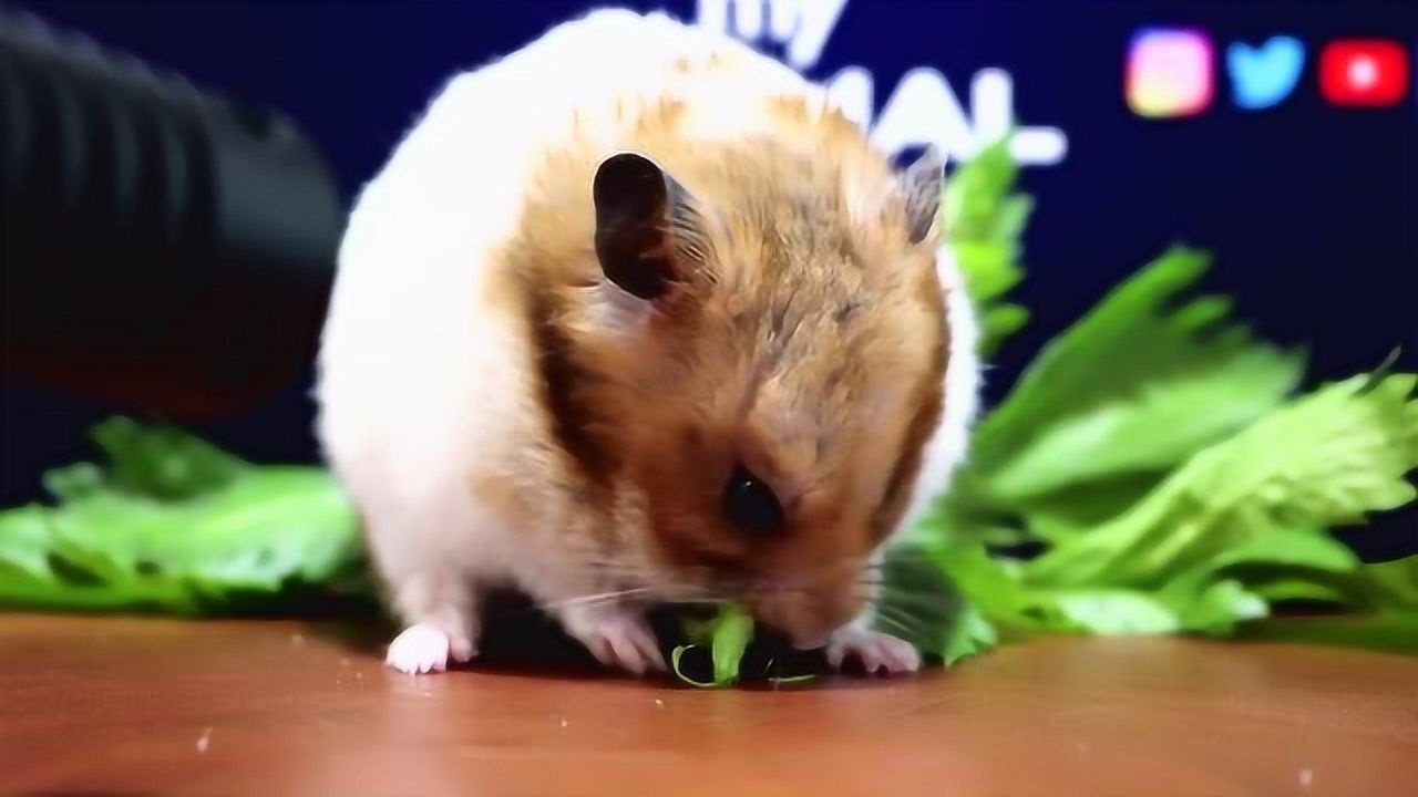 迷之萌宠:可爱小仓鼠吃芹菜蔬菜