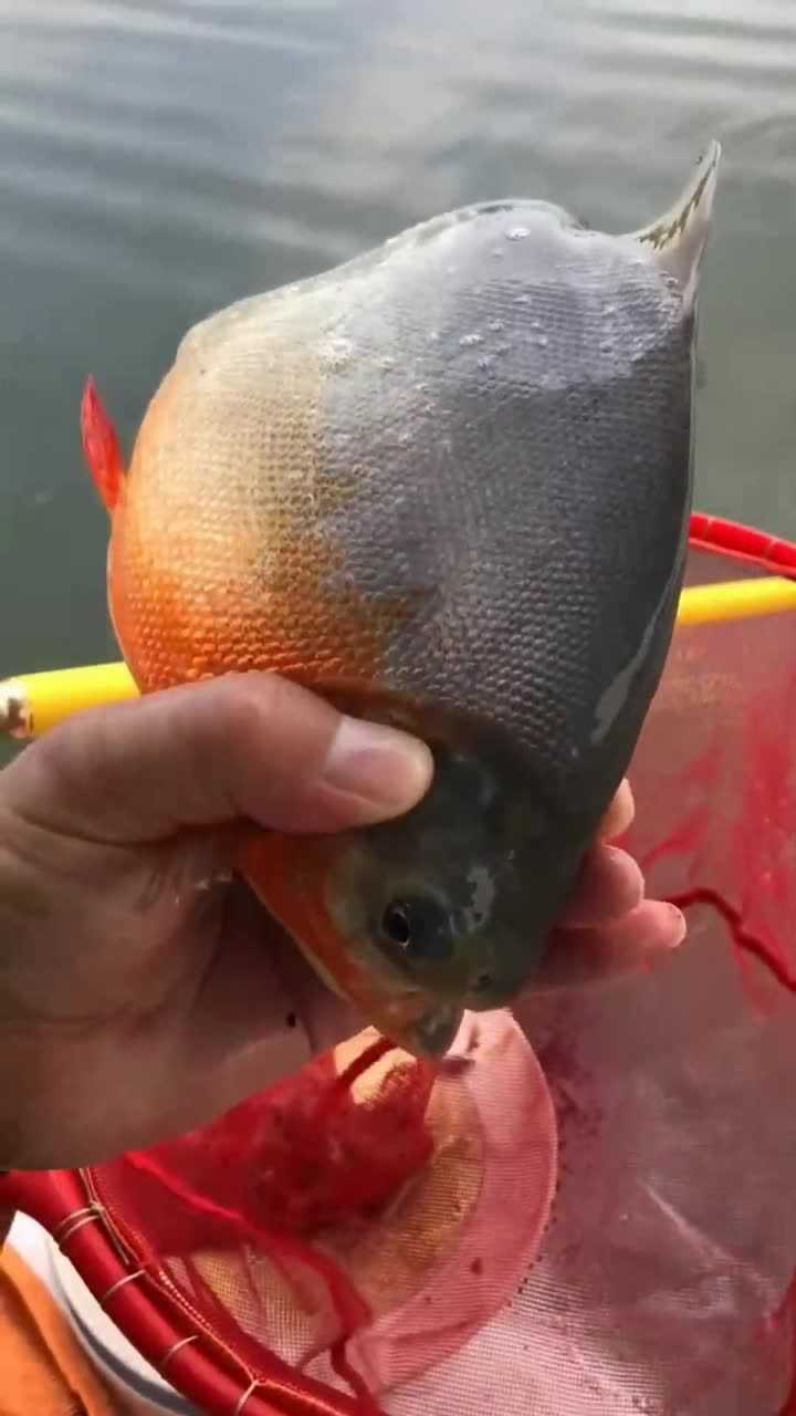 这个视频火了带牙齿的鱼见过吗和人的牙齿一模一样