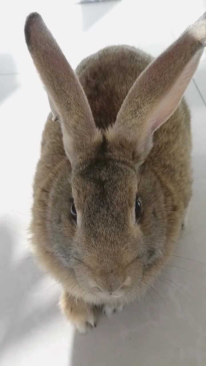 小兔子有着长长的耳朵看起来真的好可爱啊
