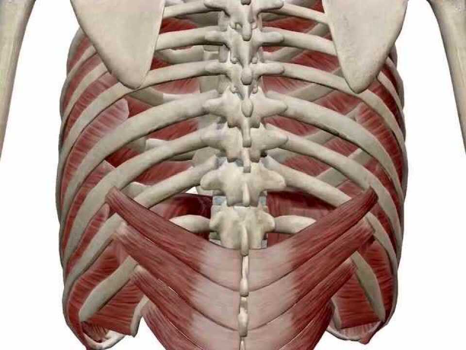 下后锯肌—功能解剖视频