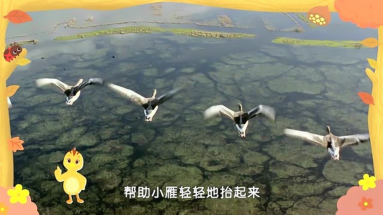 迪士尼皮克斯新作《Piper》_皮克斯最新动画短片《鹬》(Piper)_少儿_动画片大全_腾讯视频