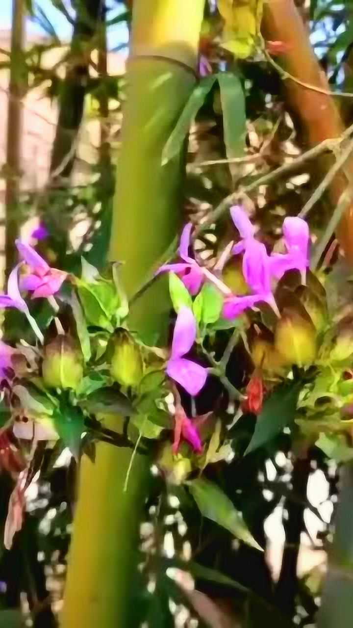 竹子开花意味着它的生命走到了尽头