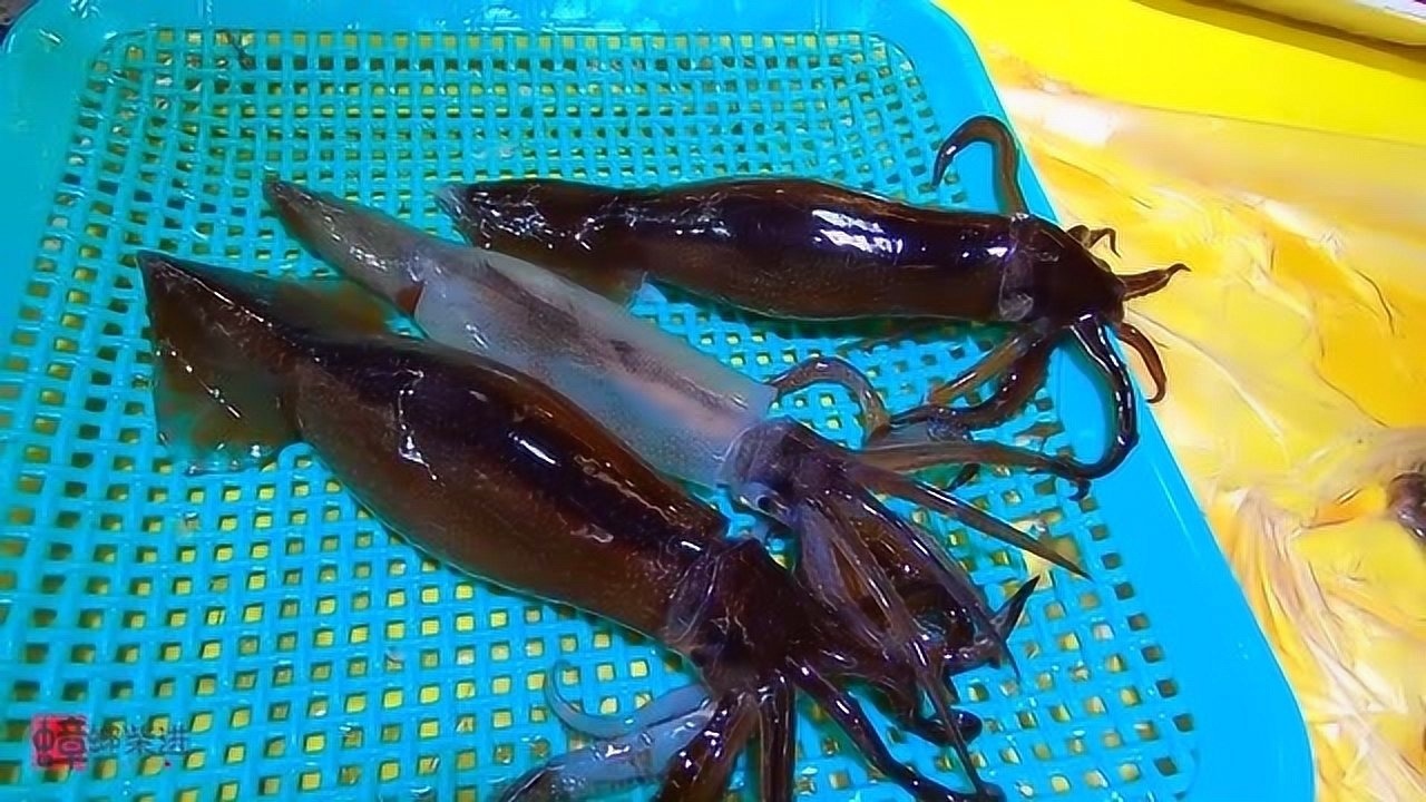 韩国特色 活鱿鱼刺身