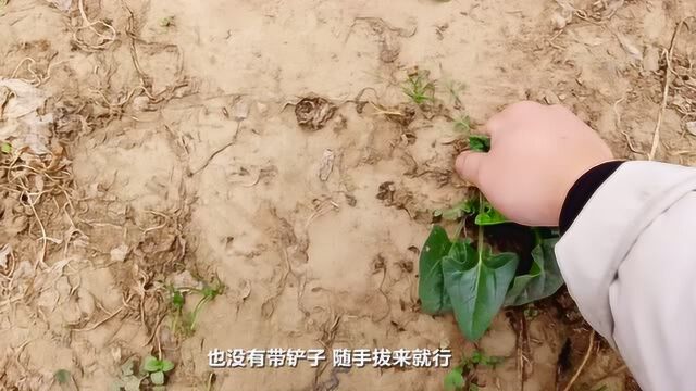 菠菜根系长20公分?是特殊品种吗?小伙:这是最好吃的菠菜