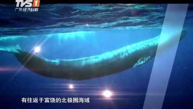 神秘的鲸鲨,以浮游生物为食,几乎无人了解其迁徙行为