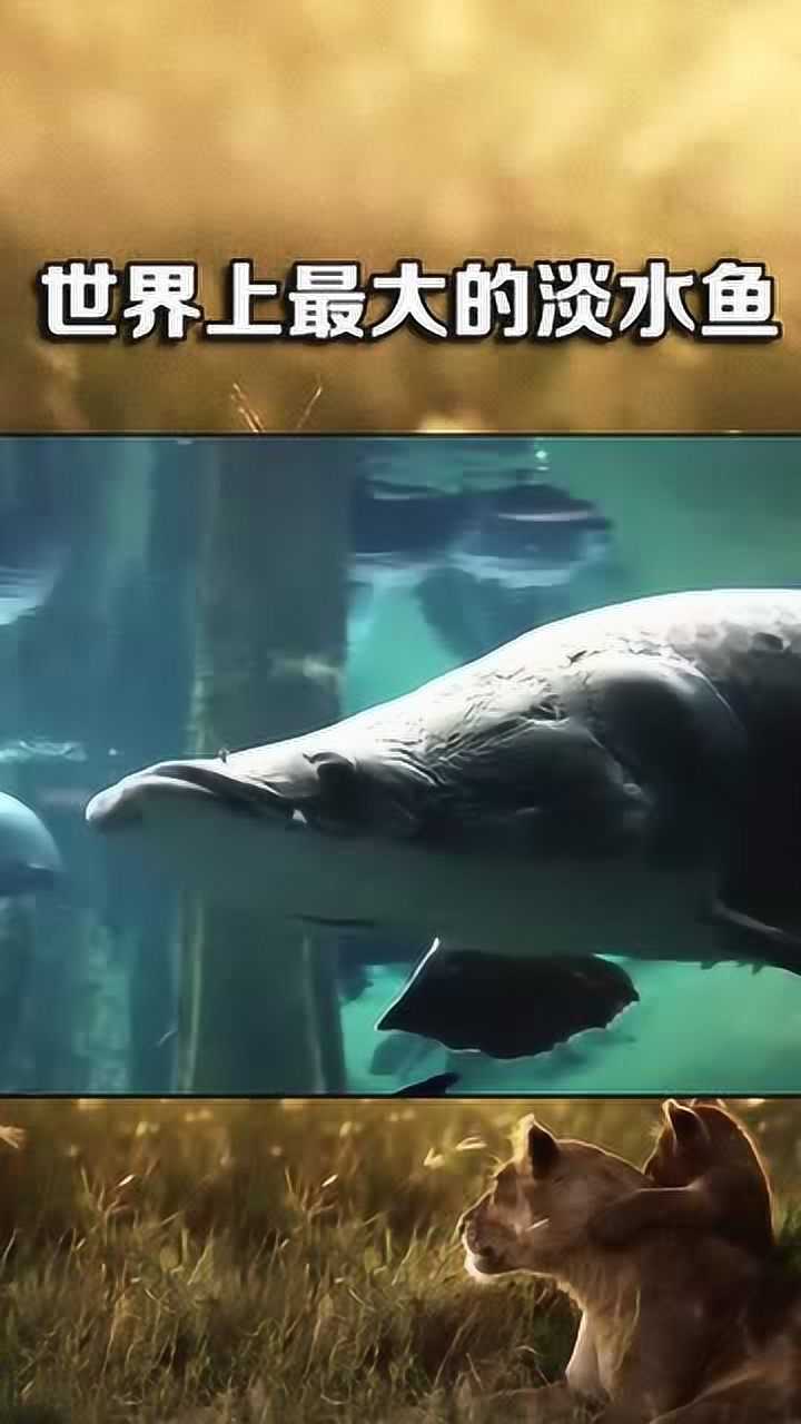 世界上最大的淡水鱼,又称大嘴龙骨鱼