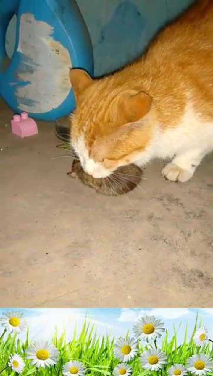 世间少见的会抓老鼠的猫,太稀有了