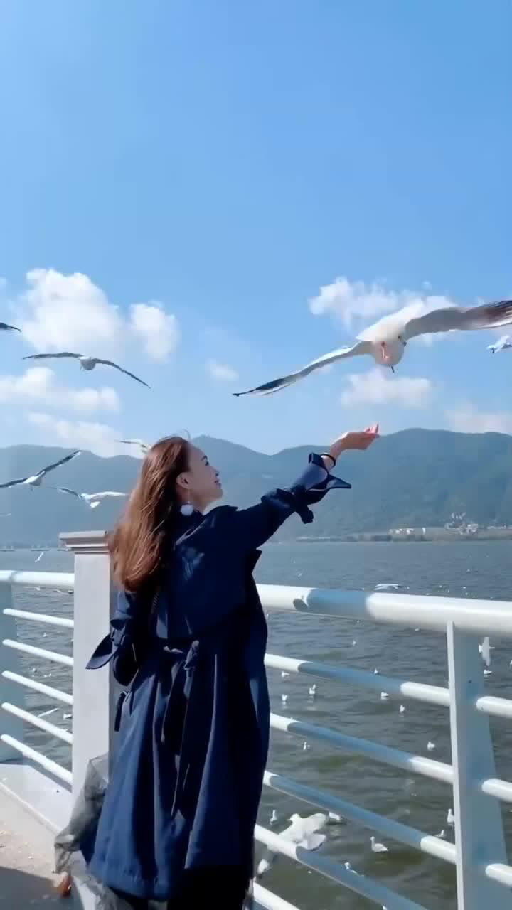 在滇池偶遇女神她喂海鸥的一瞬间太美了