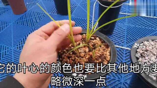 兰花正宗黄草叶艺该如何识别,注意这两点准没错