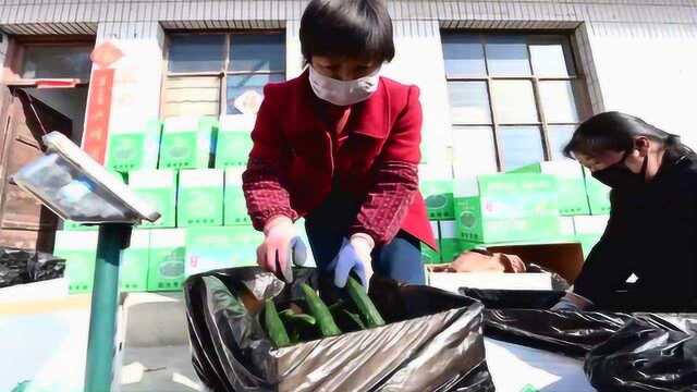 甘肃靖远:脱贫摘帽不松劲 持续发展蔬菜产业拓宽致富渠道