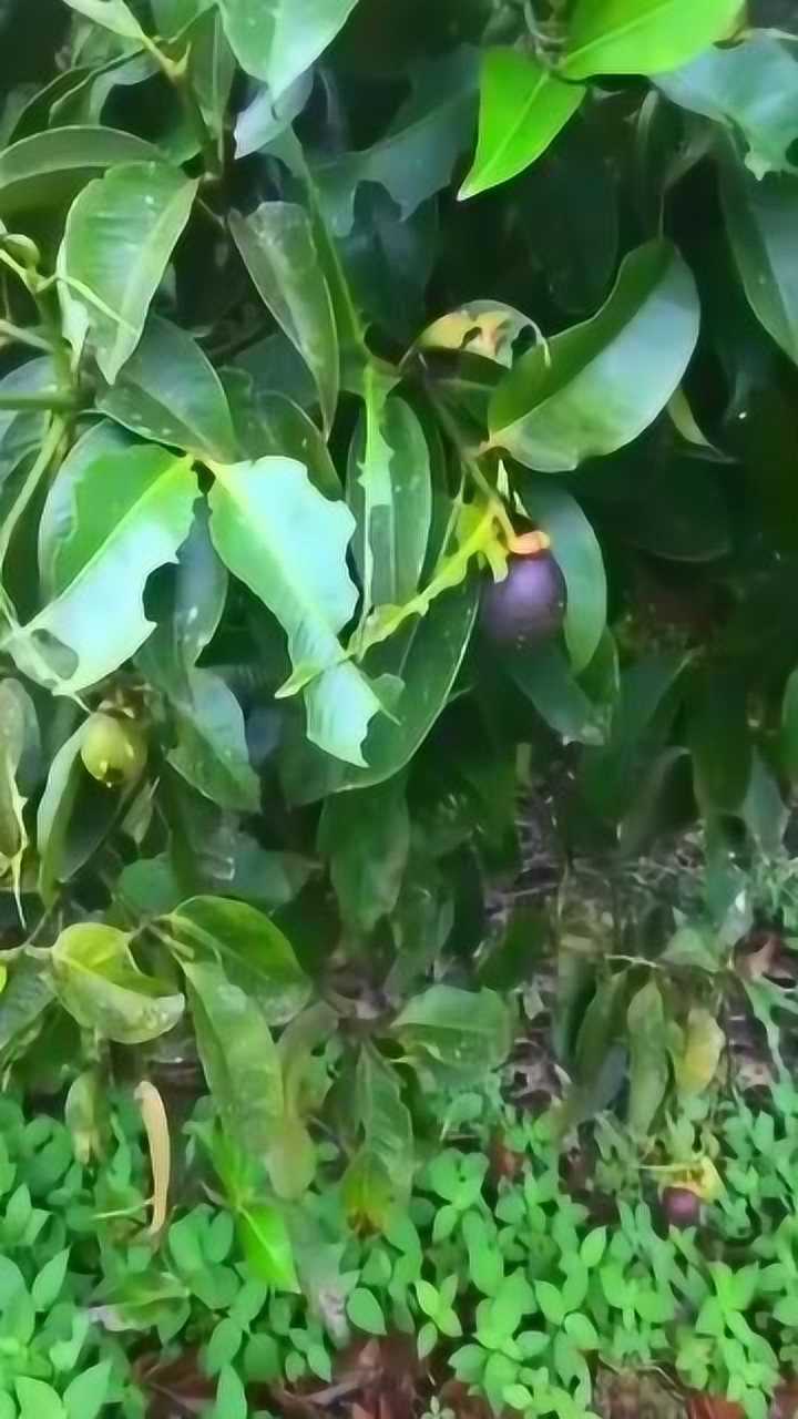 原来山竹是这样长出来的,真是涨见识了!