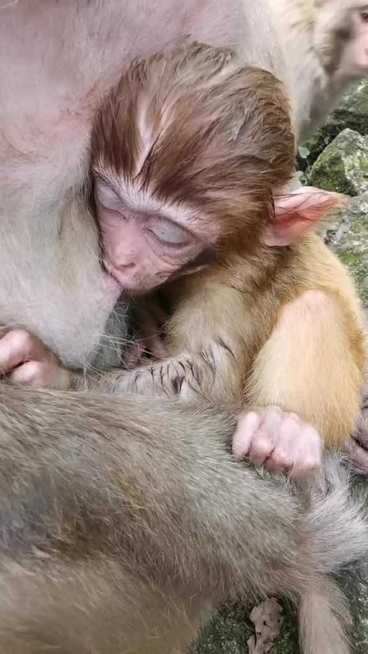 小猴子吃奶的样子真的太可爱了!
