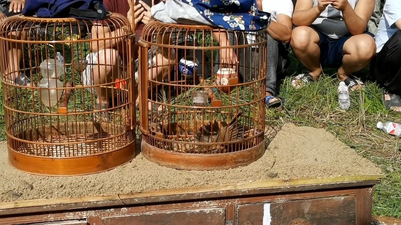 贵州大山农村斗鸟现场,这两只功夫厉害,精彩!看得过瘾