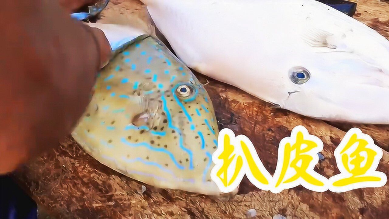 扒皮鱼，没有鱼鳞，鱼皮完全靠手撕！_高清1080P在线观看平台_腾讯视频