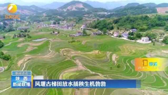 安康汉阴:凤堰古梯田放水插秧生机勃勃