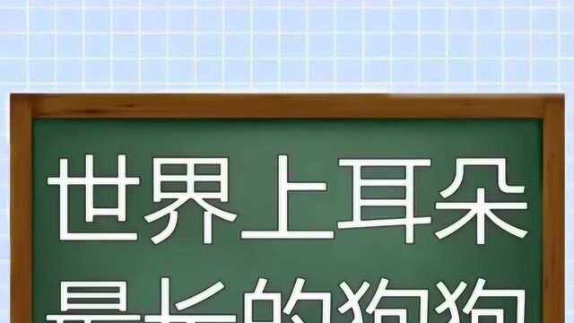 世界上耳朵最长的狗狗,这是被它主人拉长的吗?一起来看看吧.