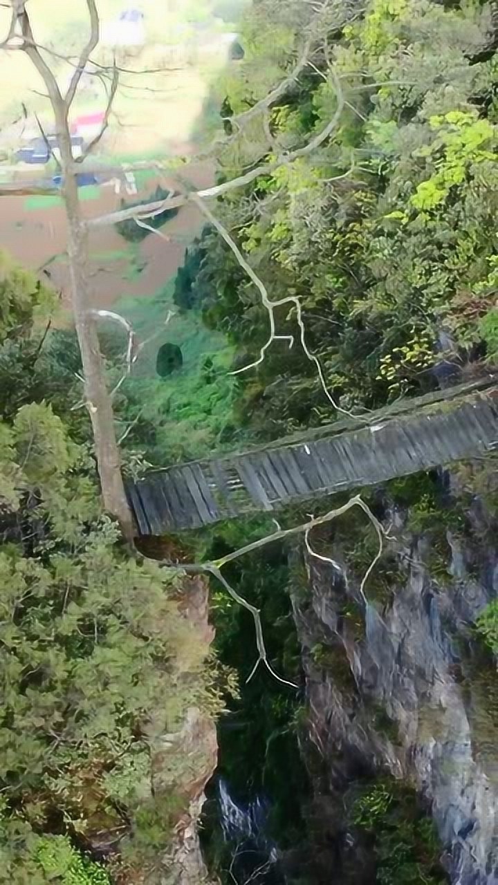 贵州深山悬崖上,发现一座百年木桥,想知道当初如何修建的!